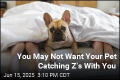 Want Fido Next to You in Bed? Not So Fast